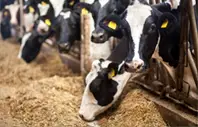 Cows eating feed in a barn.