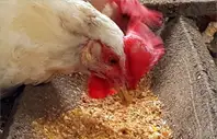 A chicken with a red head eating from a feeder.