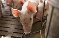 Several pigs standing in a pen with their heads down.
